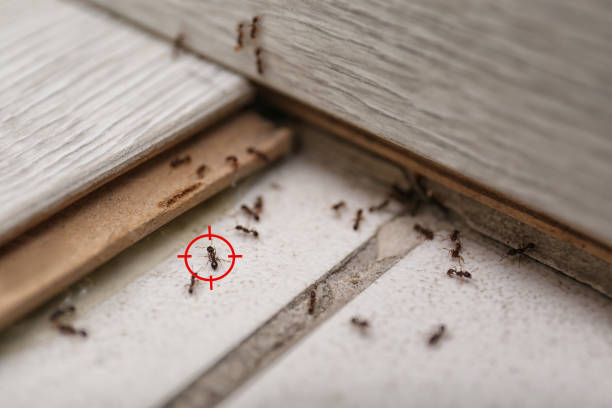 Reliable Mckenzie, TN Pest Control Solutions