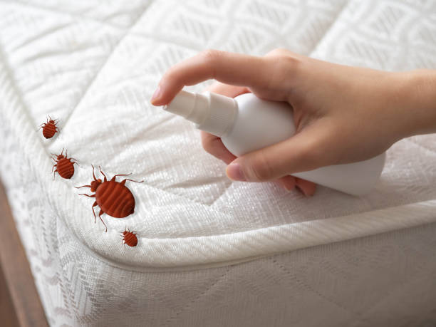Best Affordable Pest Control Services  in Mckenzie, TN