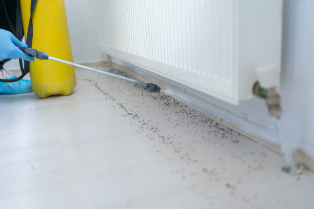 Best Ant Control Services  in Mckenzie, TN