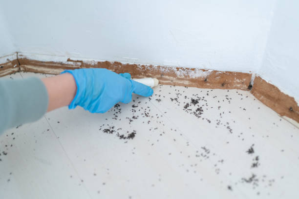 Best Affordable Pest Control Services  in Mckenzie, TN